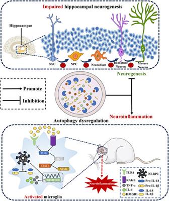 Antidepressant pharmacological mechanisms: focusing on the regulation of autophagy